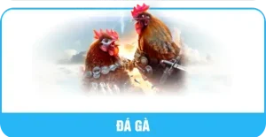layout đá gà