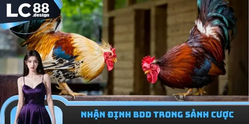 Nhận định kèo BDD cùng LC88 đá gà WS168