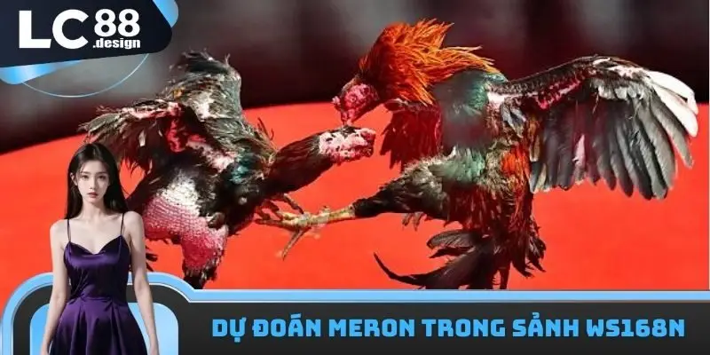 Dự đoán kèo Meron trong LC88 đá gà WS168
