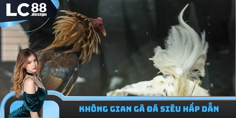 LC88 trường gà Campuchia hấp dẫn và sống động