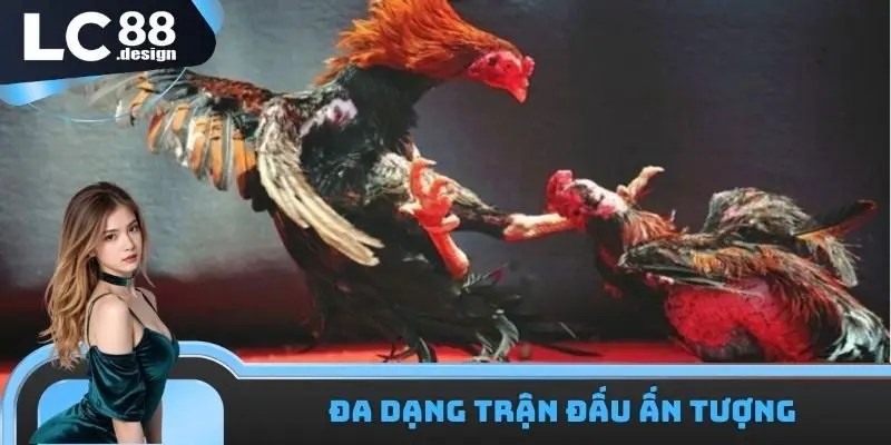 Trận đấu LC88 trường gà Campuchia vô cùng lôi cuốn