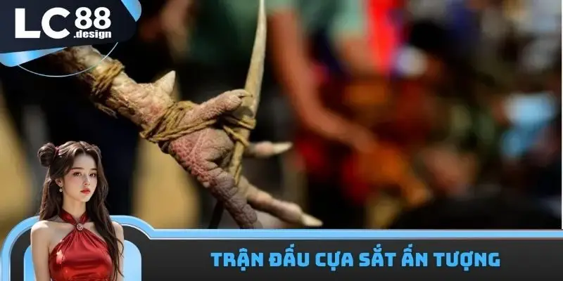 Các giải đấu cựa sắt hoành tráng tổ chức bởi LC88 trường gà Savan