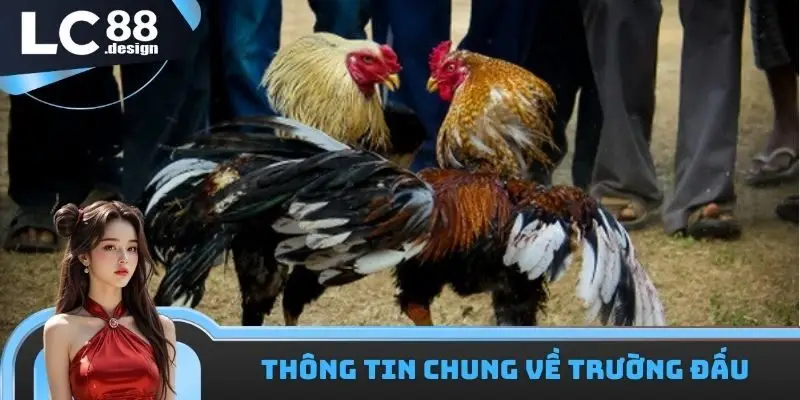 Thông tin về trường thi đấu gà đá Savan